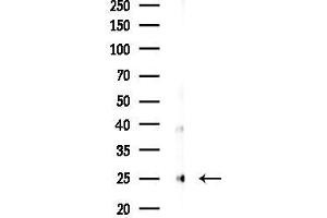 anti-Fibroblast Growth Factor 9 (FGF-9) (N-Term) antibody