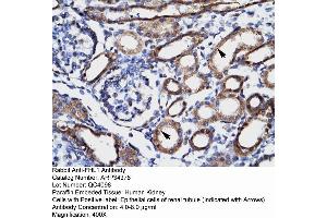Human kidney (FHL1 antibody  (C-Term))