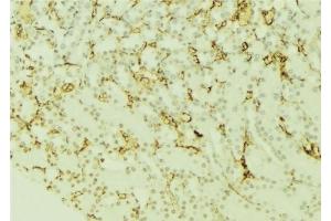 ABIN6277370 at 1/100 staining Mouse kidney tissue by IHC-P. (CXCR3 antibody  (Internal Region))