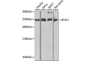 Western blot analysis of extracts of various cell lines, using BTAF1 antibody (ABIN2561475) at 1:1000 dilution. (BTAF1 antibody)