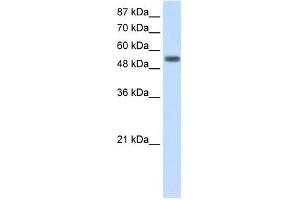 YARS antibody used at 2.