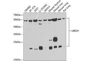 UBE2H antibody