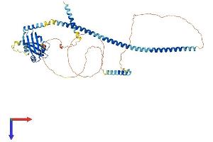 Coiled-Coil Domain Containing 61 (CCDC61) (AA 1-512) protein (His tag)