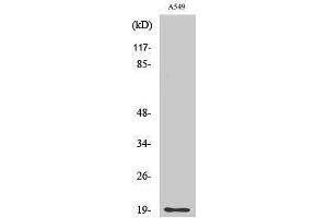 Western Blotting (WB) image for anti-CD3d Molecule, delta (CD3-TCR Complex) (CD3D) (Internal Region) antibody (ABIN3174265) (CD3D antibody  (Internal Region))