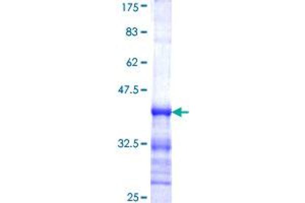 SH3GL1 Protein (AA 12-119) (GST tag)