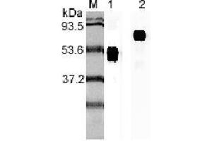 Western blot analysis using anti-IL-23p19 (human), mAb (I 178G)  at 1:2'000 dilution. (IL23A antibody)