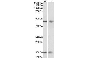 Antibody (0. (PNPLA3 antibody  (Internal Region))