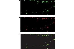 Fluorescence Microscopy (FM) image for Goat anti-Guinea Pig IgG (Heavy & Light Chain) antibody (Texas Red (TR)) - Preadsorbed (ABIN101285)