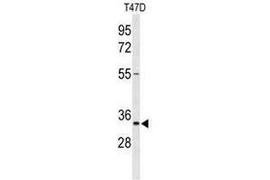 TSPAN33 antibody  (C-Term)