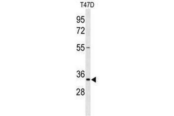 TSPAN33 antibody  (C-Term)