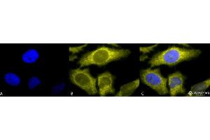 Immunocytochemistry/Immunofluorescence analysis using Rat Anti-TCP1-alpha Monoclonal Antibody, Clone 91a . (TCP1 alpha/CCTA antibody  (C-Term) (APC))