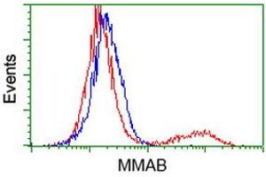 HEK293T cells transfected with either RC204290 overexpress plasmid (Red) or empty vector control plasmid (Blue) were immunostained by anti-MMAB antibody (ABIN2454035), and then analyzed by flow cytometry. (MMAB antibody)