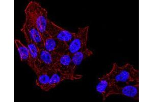 Immunofluorescence analysis of HeLa cells using DDX39B mouse mAb.