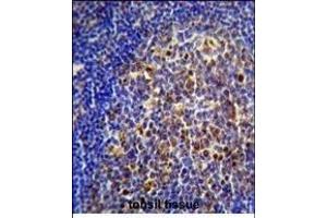 CHRNA10 Antibody (Center) (ABIN656120 and ABIN2845459) immunohistochemistry analysis in formalin fixed and paraffin embedded human tonsil tissue followed by peroxidase conjugation of the secondary antibody and DAB staining. (CHRNA10 antibody  (AA 179-206))