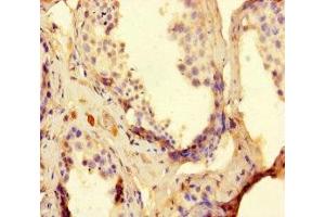 Immunohistochemistry of paraffin-embedded human testis tissue using ABIN7166671 at dilution of 1:100