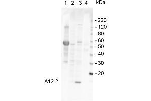 Western Blotting (WB) image for anti-Rpa12p (RPA12) antibody (ABIN190724) (Rpa12p (RPA12) antibody)