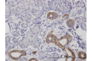 Immunoperoxidase of monoclonal antibody to COX4I1 on formalin-fixed paraffin-embedded human salivary gland.
