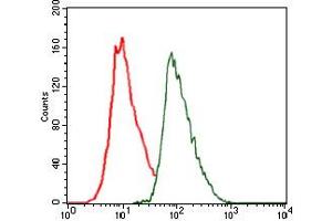 Image no. 3 for anti-CCAAT/enhancer Binding Protein (C/EBP), alpha (CEBPA) antibody (ABIN1497468) (CEBPA antibody)
