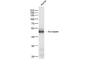 HepG2 lysates probed with Aromatase Polyclonal Antibody, Unconjugated  at 1:300 dilution and 4˚C overnight incubation. (Aromatase antibody  (AA 51-150))