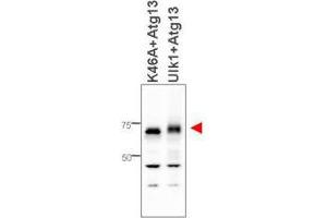 Western blot using  affinity purified anti-ATG13 antibody shows detection of ATG13 in 293T cells engineered to coexpress Ulk1 and Atg13 (Ulk1 + Atg13), right lane, but not in the left lane in which was loaded kinase-dead hypophosphorylated Ulk1-K46A mutant + ATG13. (ATG13 antibody  (Internal Region))