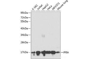 Western blot analysis of extracts of various cell lines using PPIA Polyclonal Antibody at dilution of 1:1000. (PPIA antibody)