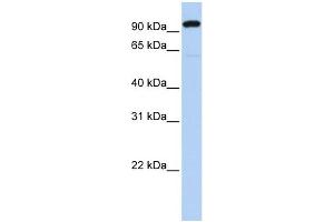 WB Suggested Anti-ZNF175 Antibody Titration:  0. (ZNF175 antibody  (N-Term))