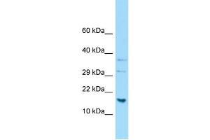 WB Suggested Anti-H2AFJ Antibody Titration: 1. (H2AFJ antibody  (C-Term))