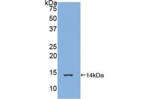 Western blot analysis of recombinant Human FAM19A3. (FAM19A3 antibody  (AA 44-130))