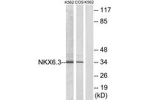 Western blot analysis of extracts from K562/COS7 cells, using NKX6. (NK6 Homeobox 3 antibody  (AA 161-210))