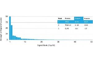 Analysis of Protein Array containing more than 19,000 full-length human proteins using p53 Mouse Monoclonal Antibody (PAb1801) Z- and S- Score: The Z-score represents the strength of a signal that a monoclonal antibody (Monoclonal Antibody) (in combination with a fluorescently-tagged anti-IgG secondary antibody) produces when binding to a particular protein on the HuProtTM array. (p53 antibody)