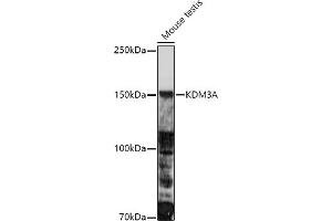 Western Blotting (WB) image for anti-Lysine (K)-Specific Demethylase 3A (KDM3A) (AA 1-300) antibody (ABIN1680576)