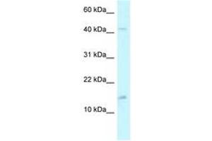 PCBD2 antibody  (AA 71-120)