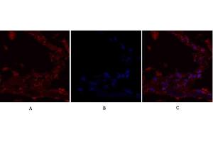 Immunofluorescence analysis of human lung tissue.