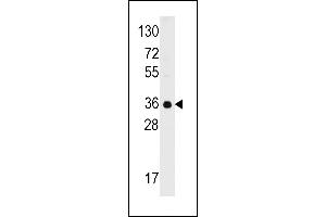 Western blot analysis of anti-C1QBP Antibody (C-term) (ABIN392304 and ABIN2841957) in 293 cell line lysates (35 μg/lane).