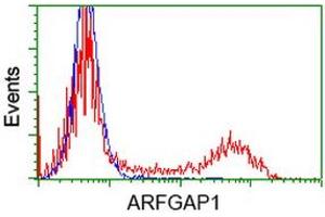 HEK293T cells transfected with either RC206987 overexpress plasmid (Red) or empty vector control plasmid (Blue) were immunostained by anti-ARFGAP1 antibody (ABIN2454434), and then analyzed by flow cytometry. (ARFGAP1 antibody)