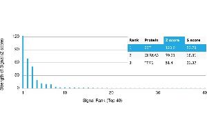 Protein Array (PAr) image for anti-Somatostatin (SST) antibody (ABIN7455983) (Somatostatin antibody)