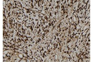 ABIN6279592 at 1/100 staining Human gastric tissue by IHC-P. (NGRN antibody  (N-Term))