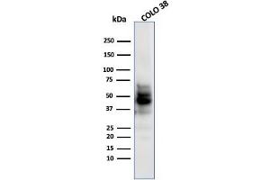 Western Blot Analysis of COLO-38 using SOX10 MAb (SPM607). (SOX10 antibody  (AA 115-269))