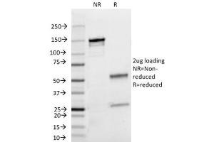 SDS-PAGE Analysis of Purified, BSA-Free Lambda Light Chain Antibody (clone HP6054). (Mouse anti-Human lambda Light Chain (Lambda-IgLC) Antibody)
