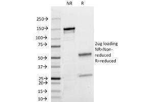 SDS-PAGE Analysis of Purified, BSA-Free Lambda Light Chain Antibody (clone HP6054). (Mouse anti-Human lambda Light Chain (Lambda-IgLC) Antibody)