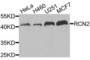 Western blot analysis of extracts of various cell lines, using RCN2 antibody (ABIN5975169) at 1/1000 dilution.