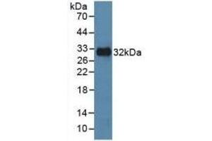 Detection of Recombinant MAPK8, Human using Polyclonal Antibody to c-Jun N-terminal Kinase 1 (JNK1) (C-Jun N-Terminal Kinases (AA 145-419) antibody)