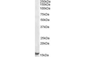 EB09287 (1µg/ml) staining of Human Testis lysate (35µg protein in RIPA buffer). (CST3 antibody  (Internal Region))