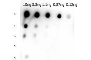 Dot Blot of Rabbit Anti-Mouse IgG1 Antibody. (Rabbit anti-Mouse IgG1 (Heavy Chain) Antibody - Preadsorbed)