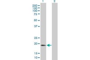 Western Blot analysis of ARL6IP1 expression in transfected 293T cell line by ARL6IP1 MaxPab polyclonal antibody.