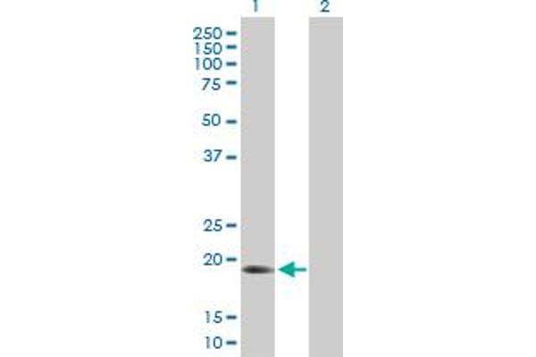 ARL6IP1 anticorps  (AA 1-203)