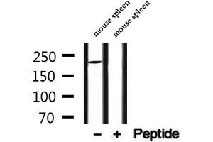 Western blot analysis of extracts from mouse spleen, using MYO16 Antibody. (Myosin XVI antibody  (Internal Region))