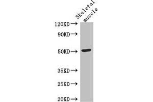 Western Blot Positive WB detected in: Mouse skeletal muscle tissue All lanes: TUBG2 antibody at 3 μg/mL Secondary Goat polyclonal to rabbit IgG at 1/50000 dilution Predicted band size: 52 kDa Observed band size: 52 kDa (TUBG2 antibody  (AA 276-451))