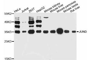 Western blot analysis of extracts of various cell lines, using JUND antibody (ABIN5998026) at 1:3000 dilution. (JunD antibody)