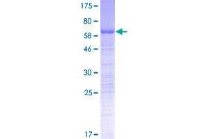 PSRC1 Protein (AA 1-333) (GST tag)